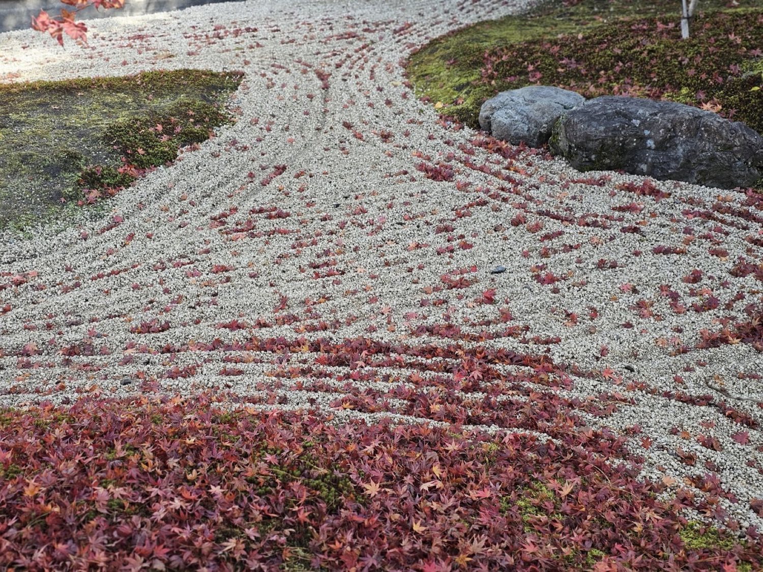 閑雲庵の南の枯山水。砂紋、苔と石、散った紅葉