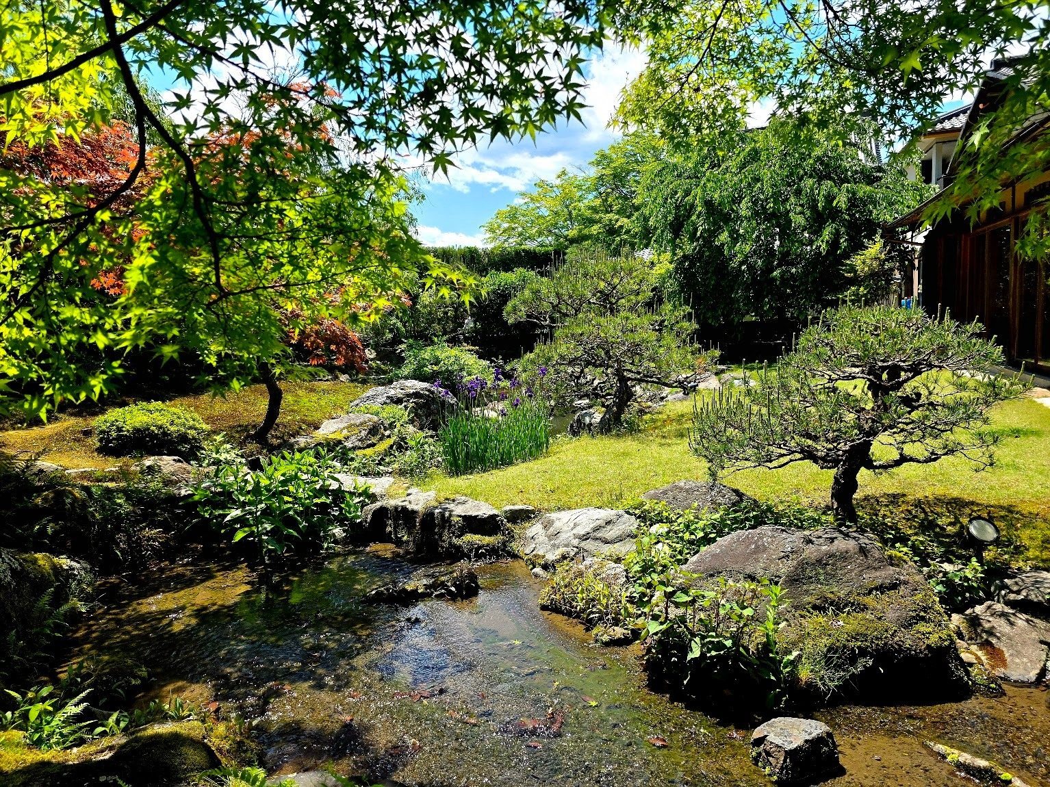 看月亭の池泉の庭。新緑の楓の下を、疏水の水が石のあいだを流れる